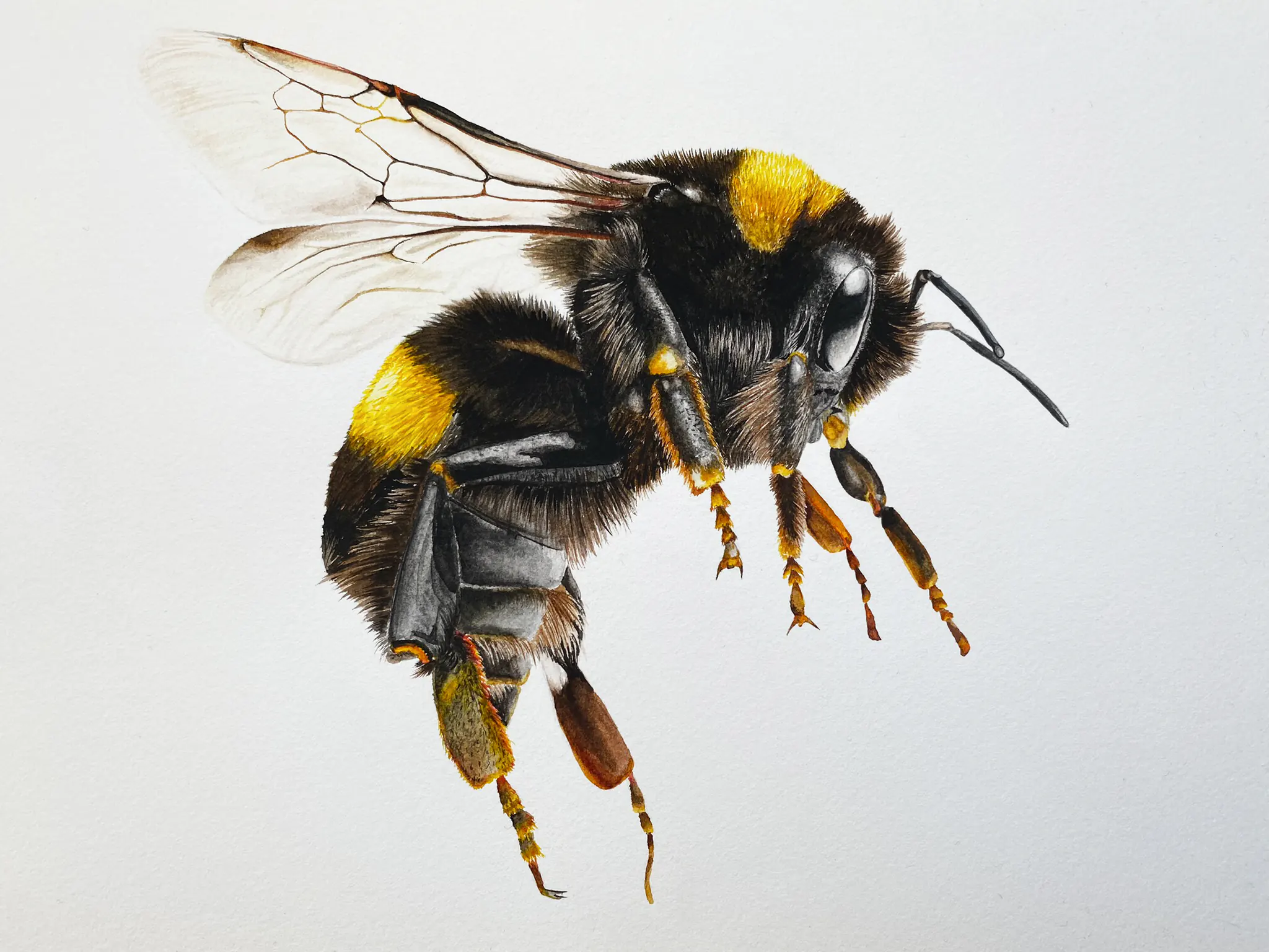 Watercolour Bumble Bee