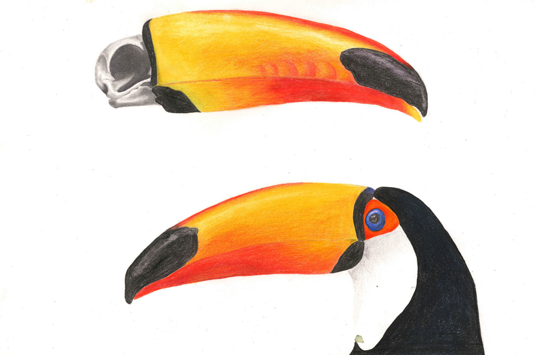 Coloured Pencil Drawing of a Toucan