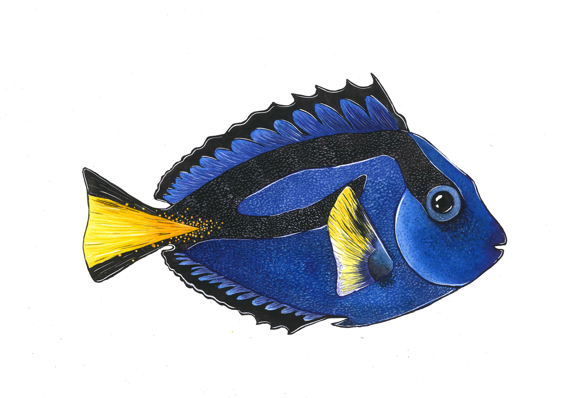 Watercolour of a Blue Tang Fish