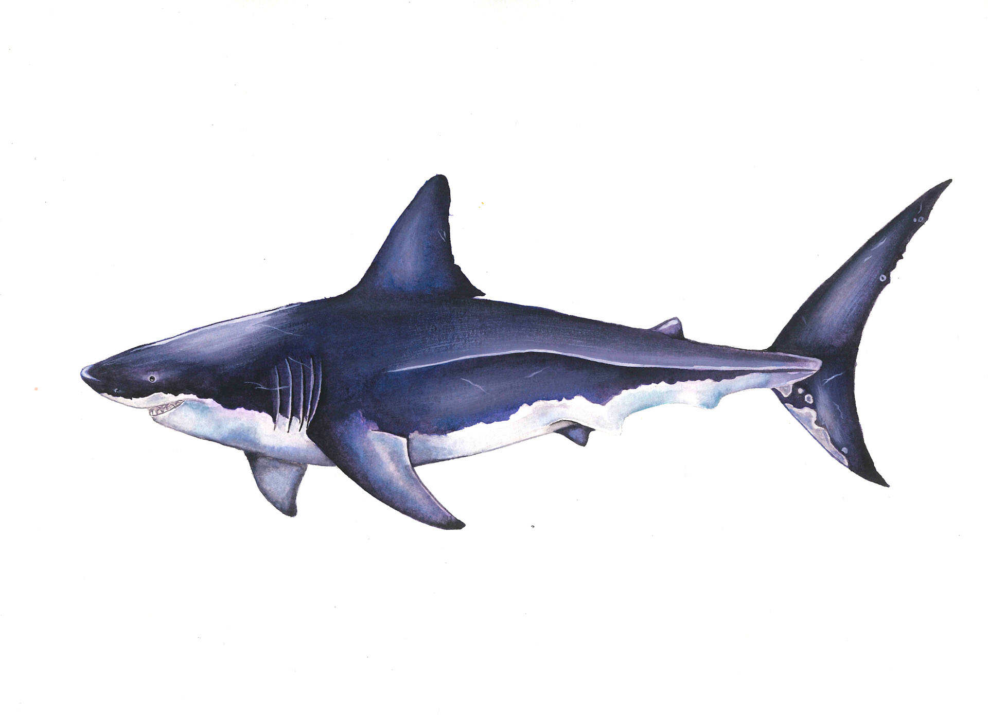 Watercolour Great White Shark